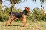 AIREDALE TERRIER 195